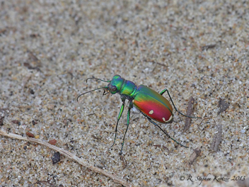 Cicindela scutellaris scutellaris x lecontei